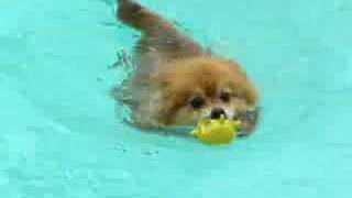 Funny Little Red Pomeranians best swimming adventure [upl. by Ahtenek]