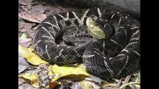 Bothrops asper  terciopelo o barba amarilla [upl. by Diehl]