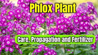 How to Grow and Care Phlox Flower Plant  Phlox Plant Care Propagation and Fertilizer [upl. by Asalocin]