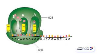 Chloramphenicol Mechanism of Action [upl. by Aicilanna]