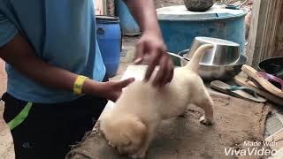 30 days old Labrador puppy 1st time at my home [upl. by Norene]