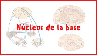 NEUROANATOMÍA  Núcleos de la base  Neuroanatomía  Blasto Med [upl. by Aihsenat]