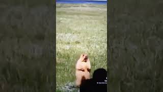 Screaming Gopher vs dog [upl. by Mallin]