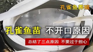 刚出生的小鱼不喜欢吃食，有可能是这些原因 [upl. by Saxet222]