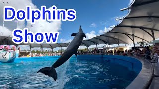 Dolphins show  Seaquarium Miami [upl. by Dnomyar]