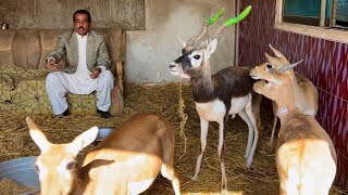 Black Buck Deer Breeding Farm How To Start Deer Farming Goat Farming Bakra Farm Hsn Entertainment [upl. by Ghiselin]