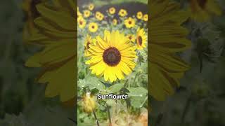 ヒマワリ 向日葵 Helianthus annuus 日輪草 Sunflower 太陽花｜ yunyouke [upl. by Orecul]