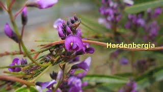 Hardenbergia Growing Guide by GardenersHQ [upl. by Paulita]