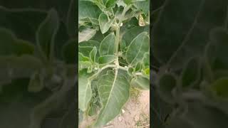 ashwagandha plantashwagandha plant [upl. by Hirz]