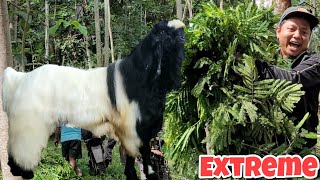 RELA BERTARUH RAGA DEMI KAMBING PELIHARAAN TERCINTA 🔥 [upl. by Elvis662]