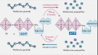 Macromoléculas Proteínas Aminoácidos y Enzimas [upl. by Yetti]