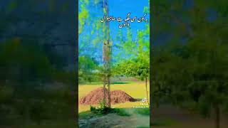 viral sahiwal❤️❤️youtubeshorts ytshorts mr sahiwal [upl. by Einnod478]