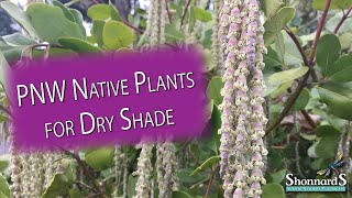 Top 8 PNW Native Plants for the Dry Shade Garden [upl. by Suissac]