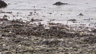 Turnstones [upl. by Eelamme487]