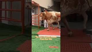 Bevo over Everybody longhorns cfb texaslonghorns recruiting [upl. by Eetse]