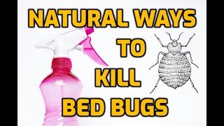 Natural Ways To Kill Bed Bugs 7 DIY Methods [upl. by Kraska]