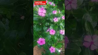 Catharanthus roseus [upl. by Bowlds]