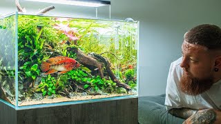 BIGGEST APISTOGRAMMA IN STUNNING AQUASCAPE [upl. by Gretel]