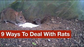 9 Ways To Deal With Rats warning lots of footage of rats living and dead [upl. by Eiffe419]