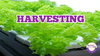 Harvesting Estrosa Lettuce  mamskikay [upl. by Medeah]