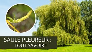 Saule pleureur  TOUT SAVOIR  Conseils de pépiniéristes [upl. by Dido]