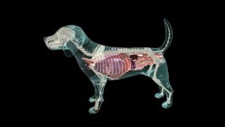 Glass Dog Anatomy [upl. by Tipton]