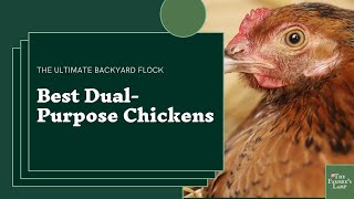 Dual Purpose Chicken Breeds [upl. by Airotna]