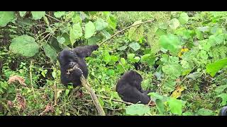 RWANDA Young Gorillas Eating [upl. by Eirol916]