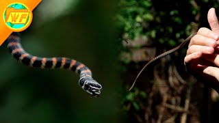 Flying Snake GLIDES Out of My Hand [upl. by Eemia]