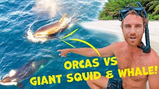 Top 5 Craziest Nature Moments Predator vs Prey [upl. by Assanav55]