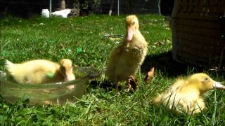 My purebred baby Runner Ducks enjoying their first day outside D [upl. by Cyprio]