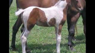 2006 crop of skewbald standardbred foals by Medicine Dance [upl. by Andaira]