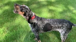 What it’s Like to Walk a Coonhound [upl. by Haslam402]