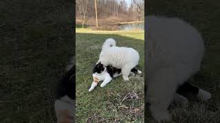 Cotton the Samoyed puppy makes a kitty friend [upl. by Cocks914]