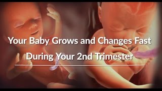 Your Growing Babys Changes Through the Second Trimester  WebMD [upl. by Eilarol]