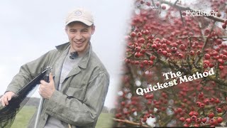 How to Harvest Hawthorn Berries  Wild Edibles UK [upl. by Saalocin572]