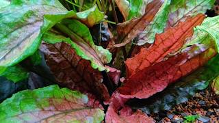 Cryptocoryne wendtii Green Gecko [upl. by Hyland]