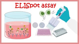 Elispot assay  assay to determine cytokine producing cells [upl. by Cruickshank]