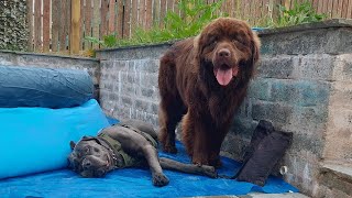 CANE CORSO FIGHTS OTHER DOGS  trending dog [upl. by Enitsyrk]