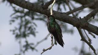 Amazilia luciae  Honduran Emerald Hummingbird  Colibrí esmeralda hondureño Video 01 [upl. by Landmeier]