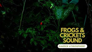 Frog amp Crickets sound 🌟 Calming Nature Night Sounds amp Sights for Sleep amp Relaxation [upl. by Htennek320]