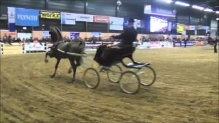 KWPN hengst Ditisem Roy M x Manno x Renovo [upl. by Aanas406]