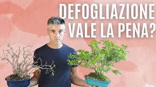 FARE la DEFOGLIAZIONE nel BONSAI di COTOGNO da FIORE [upl. by Bethany]