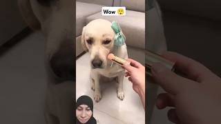 Beautiful dogs🥰🤩funnycutedogsgreenscreenreaction [upl. by Annim]