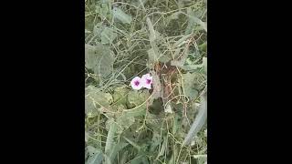 Ipomoea aquaticaWaterSpinachMorning GloryLottoChokoAdyantnature viralshort flowers [upl. by Ive]