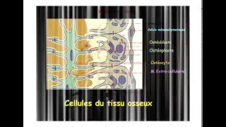 HISTOLOGIE Tissu osseux et ossification [upl. by Hardi]