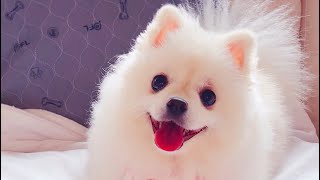 pomeranian First Birthday 🎂🎉 [upl. by Beaufort361]