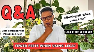 Plants in Leca QampA Session Answering Your Leca Plant Care Questions [upl. by Carmela]