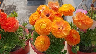 Care of Ranunculus Plant  Beautiful Winter Flower  How to Grow and Care Ranunculus Plant [upl. by Lenahc]