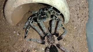 Aphonopelma seemanni the Costa Rican zebra tarantula AKA the stripedknee tarantula Mating [upl. by Schnur]